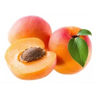 apricot fruit plant seed