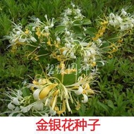 現貨  特價 小欣種業金銀花種子 四季金銀花 中藥材可食用泡茶種子忍冬植物種籽