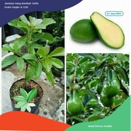 bibit alpukat non biji cepat berbuah tanaman apokat tanpa biji okulasi pohon alpukat sedless