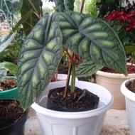 New!! Alocasia Dragon Scale - Alocasia Dragon