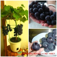 New Sweet Japanese Akebi Giant Bonsai Purple Grape Seeds 5 Seeds
