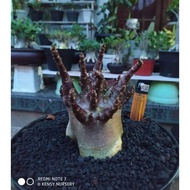 ' KALAMAE | ARABICUM IMPORT | BLACK SKIN | ADENIUM IMPORT | BONSAI '