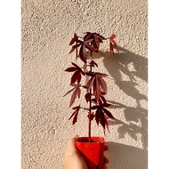 Maple Malaysia/ Maple local Maple tree / Maple leaf /枫叶