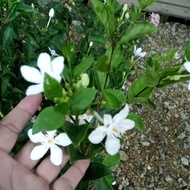 pokok bunga jasmin thai