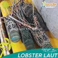 Lobster Laut Segar 1Kg (4-6 Ekor)/Lobster Laut/Seafood