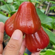 BIBIT JAMBU AIR CITRA JUMBO CEPAT BERBUAH // BIBIT JAMBU CITRA JUMBO HASIL OKULASI
