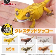 全新 Bandai 生物大圖鑑 Repti 睫角守宮 扭蛋(4種) 另有散款