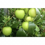Anak Pokok Bidara Epal Buah Besar
