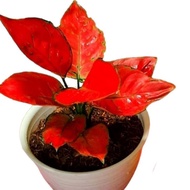 AGLONEMA RED ANJAMANI / AGLAONEMA RED ANJAMANI REMAJA / TANAMAN HIAS