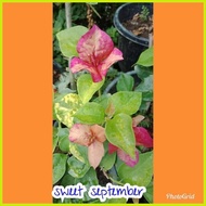 ◰ ✹ SALE!! BOUGAINVILLEA CUTTINGS