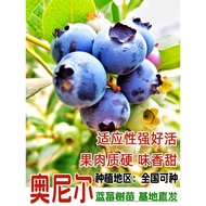 Rabbit Eye Emerald Blueberry Tree Fruit Seedling Blueberry Seedling Potted Ground Planting Fruit See