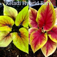 keladi Thailand Hybrid Rare / Rare caladium