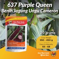 [20g] Benih Jagung Ungu 637 Purple Queen F1 Soon Huat Seeds