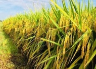 PROMO BENIH ECER PADI MR 320       3KG TERMURAH DAN TERLARIS