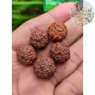 Rudraksha Granules Jenitri Mukhi 8 Lines 8 Blessings_Always