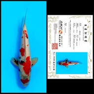 Promo Ikan Koi Import : Rumah Koi Jakarta  kode 006 Diskon