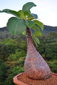 巴洛尼棒槌樹  Pachypodium baronii