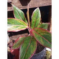 ♞,♘Aglaonema live plants/ Red Siam
