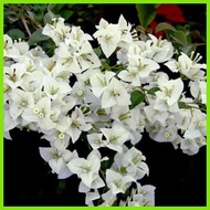 ⚽︎ ❖ Bougainvillea stem cuttings Flower