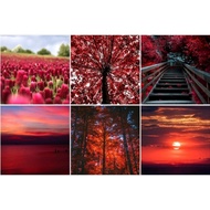 Red Nature Photo Album 4K Wallpaper 🖼️🔴(A4 Size)