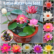 ปลูกง่าย เมล็ดสด 100% บรรจุ 20 เมล็ด เมล็ดพันธุ์บัวจิ๋ว บอนสี Mini Lotus Water Lily Flower Seeds เมล็ดดอกไม้ ดอกบัวแคระ บัวจิ๋วญี่ปุ่น เมล็ดพันธุ์พืช บัวญี่ปุ่นจิ๋ว ต้นดอกไม้สวยๆ ต้นไม้มงคล บอนสีสวยๆ บอนสีพันหายาก เมล็ดบัวแคระ ต้นไม้ฟอกอากาศ ต้นบอนไซ