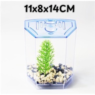 [MALAYSIA STOCK] Betta Fish Divider Tank Betta Fish Tank Isolation Betta Fish Aquarium Tangki Pemisa