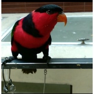 Parrot chain, stainless steel chain, KOSAMBI bird chain.PET
