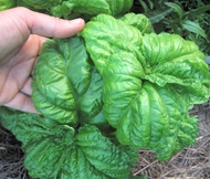 Sweet Large Leaved Italian Basil Seeds - Large (Ocimum Basilicum)