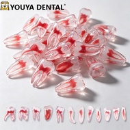 Dental RCT Endo Training Teeth Model 3D Curved Root Resin 1:1 Endodontic Education Model