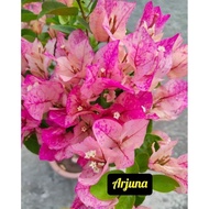 ARJUNA PAPER FLOWERS.