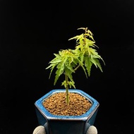 SG3023-日本琴姬紅楓/最小葉品種🔥精品植物小盆栽禮物🔥