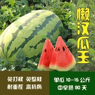 Lazy Cantaloupe King Seedless Large Watermelon Seed Four Seasons Middle Early Ripe Crispy Sweet Juic