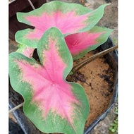 Pokok Keladi Pink Love/ Keladi Viral/ Caladium/ Keladi Thai