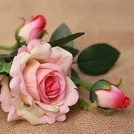 bunga mawar hias bunga mawar kuncup kuntum bunga mawar rose bunga hias