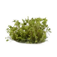 Gamers Grass - GGS-GR - Green Shrubs