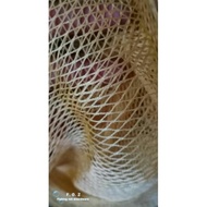 Jaring Pukat nylon 210/5 x 1/2" udang anak ikan bilis pukat kosong fishing net made in Thailand