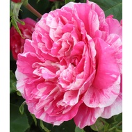 3 Biji Benih Rare Raspberry Cream Twirl Ros Rose Seed - 3 Seed