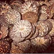 Dried Areca Nut / Betel Nut (Sliced) 槟榔 20g (干) Buah Pinang 【Kering & Kacip】