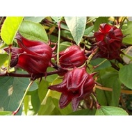 Anak Pokok pokok roselle
