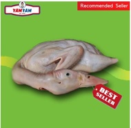 Jual Bebek Hibrida//Bebek Potong Segar Fresh Frozen Daging Bebek