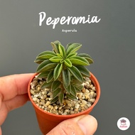 Peperomia Asperula ไม้อวบน้ำ กุหลาบหิน Cactus&amp;Succulents