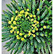 Succulent - Euphorbia
