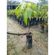 Anak pokok Mangga Erwin cepat Berbuah-FruitNurseryMalaysia