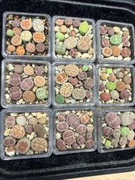 迷你生石花