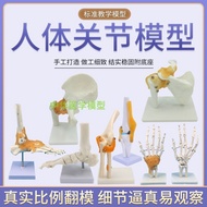 Human body joints bone elbow wrist ankle bone shoulder knees hip bone attached to the ligament of medical teaching toys model