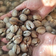 Kerang Dara Seafood Segar - 1 Kilogram JAKARTA