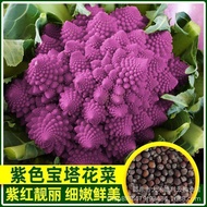 Purple Pagoda Cauliflower Seeds Roman Cauliflower Fresh Organic Purple Flower Seeds Domestic Pagoda 
