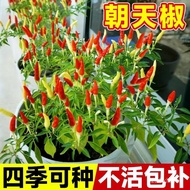 Biji Lada Chaotian Biji Cili Millet Pedas Tambahan Biji Lada Chaotian Biji Lada Hijau Pasu Empat Mus