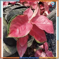 ต้นไม้ ต้นสุขสมใจปอง aglaonema อโกนิม่า วางในอาคารและที่ทำงานและที่พักอาศัย เลี้ยงง่าย ไม่ยุ่งยาก flashsale ลดกระหน่ำ