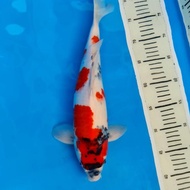 Ikan Koi Import Tosai Showa Isa Kindai.. 38 Cm Lintanggroup9